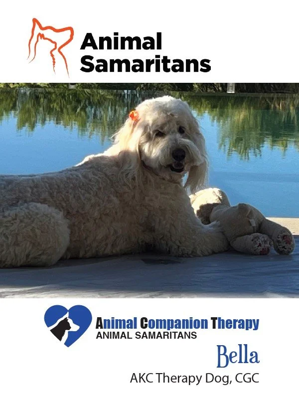 Breed: Goldendoodle | 
Birthday: May 24, 2019 |
Sex: Female | 
Bella is a loving, playful, empathetic, supportive, and an energetic friend and playmate! Her favorite things are swimming, playing ball, carrying around all of her squeaky toys, licking 