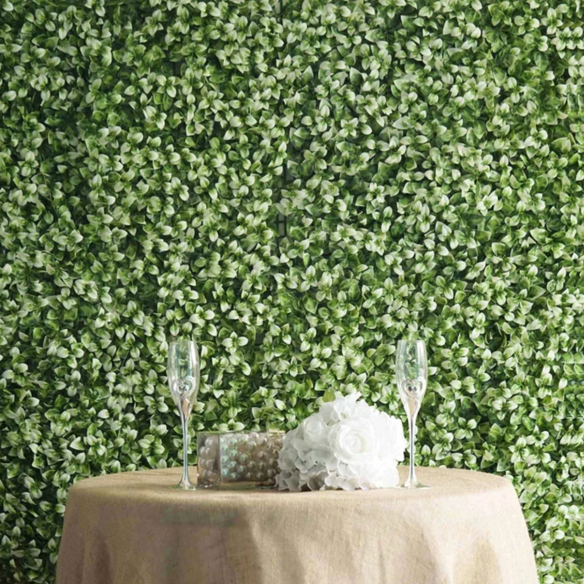 White-tip boxwood hedge backdrop wall