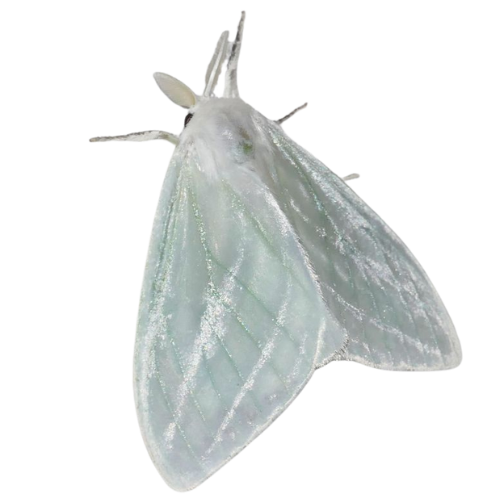 Close-up of a white moth with translucent wings.