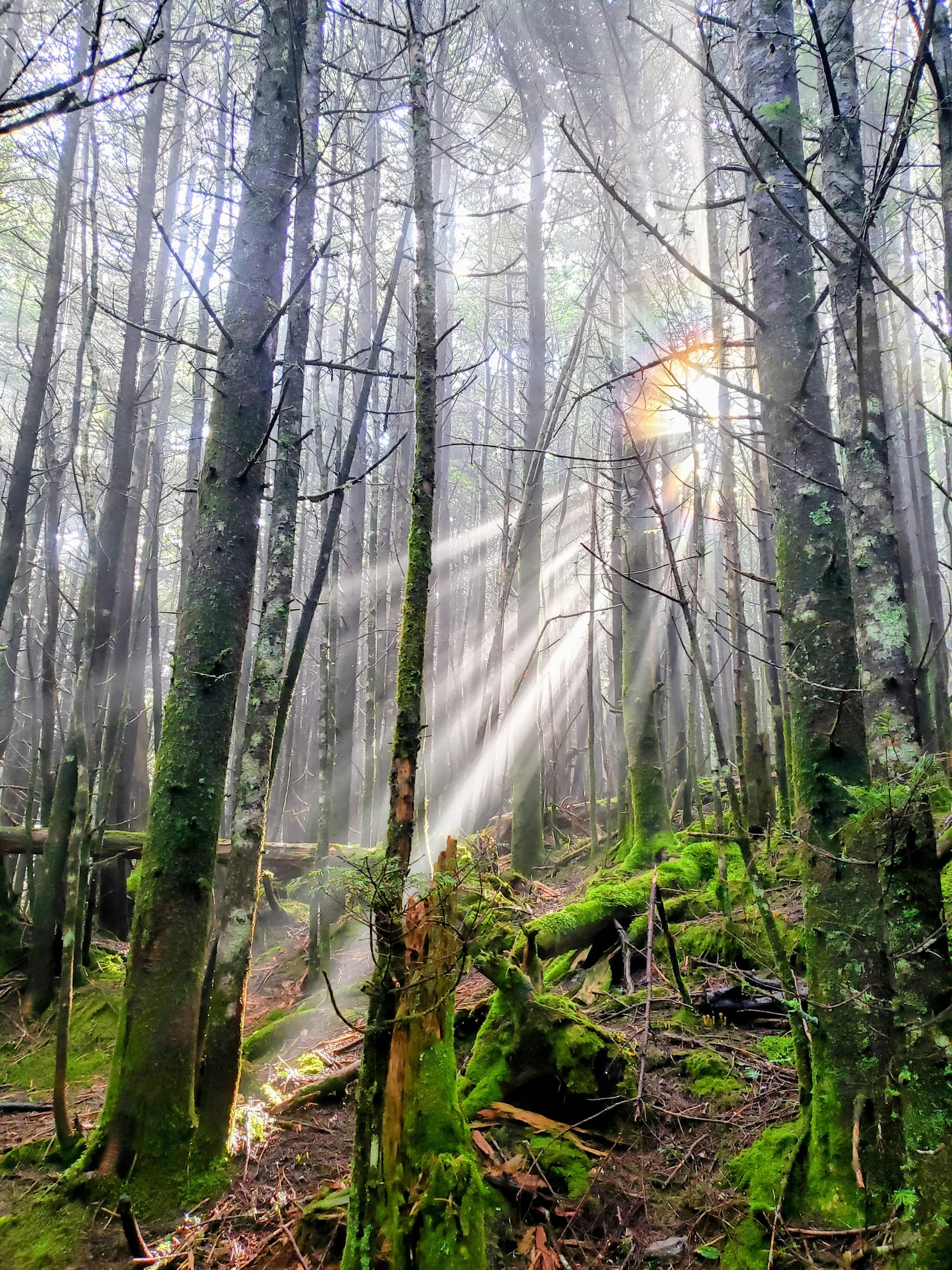 Triggers vs Glimmers: Navigating Your Internal World