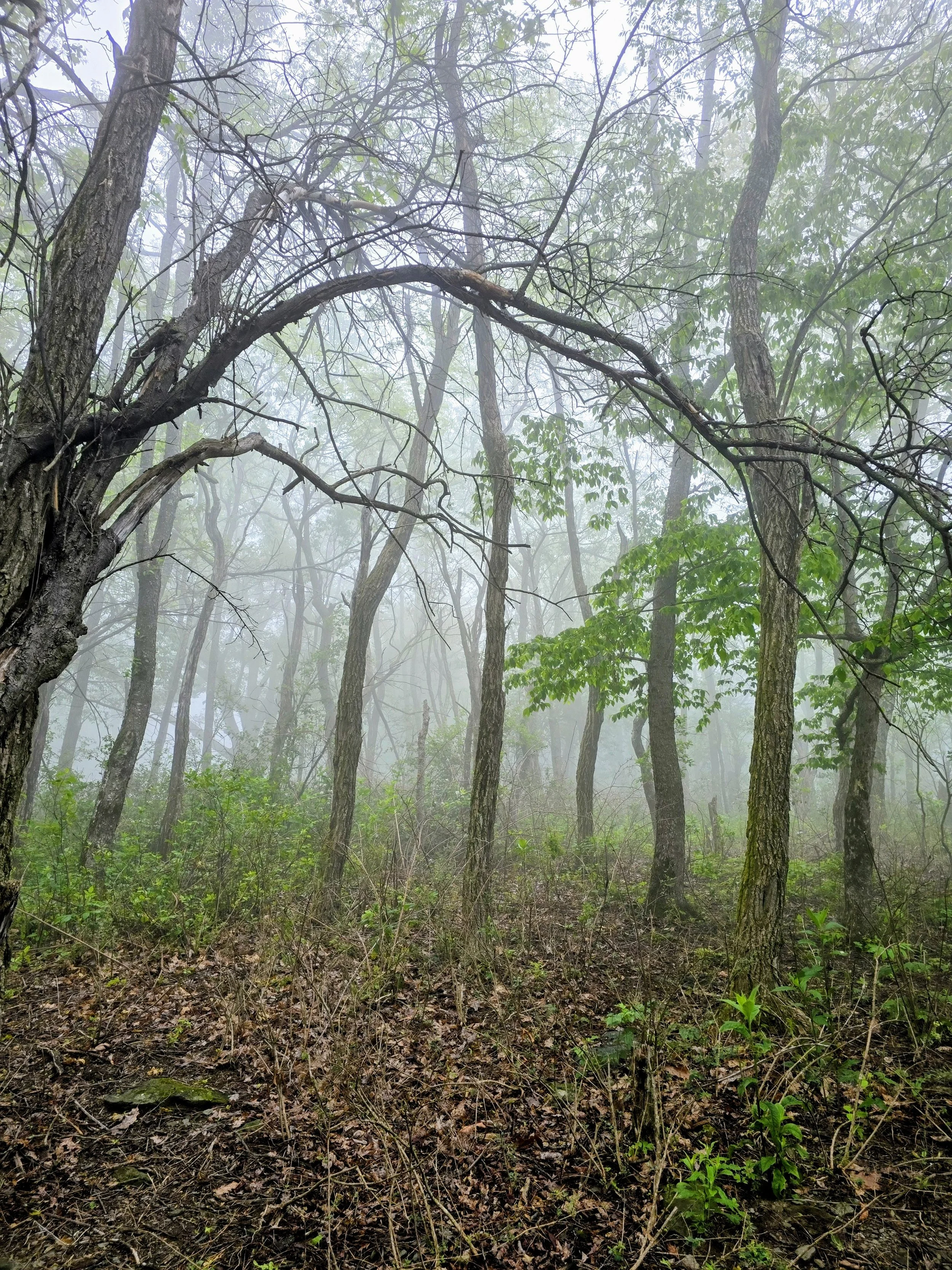 The "Bear" in the Campsite: A Lesson in Anxiety and Perception