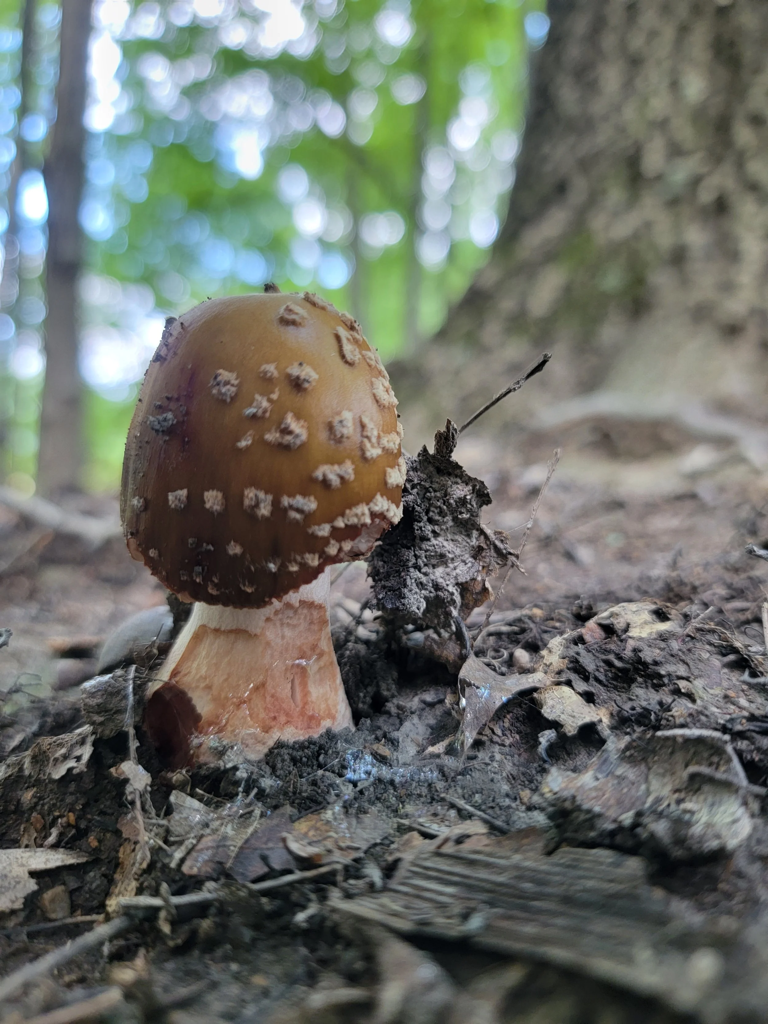 The Future of Psychedelic Therapy