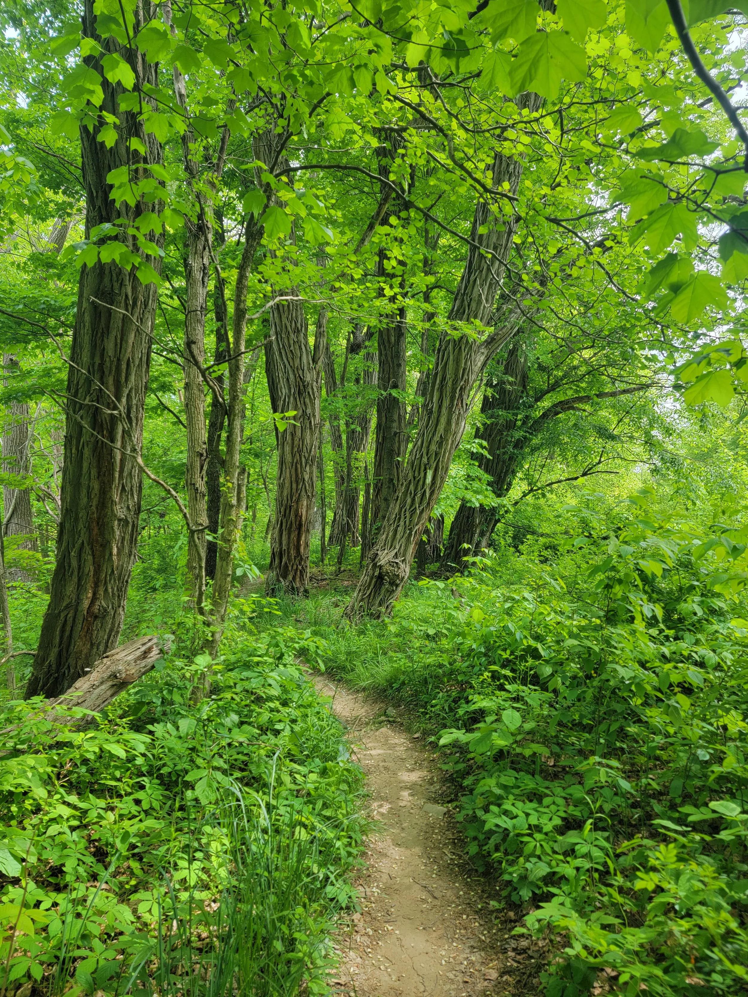 Mindful Hikes: Finding Your "Reset Breath" in Nature