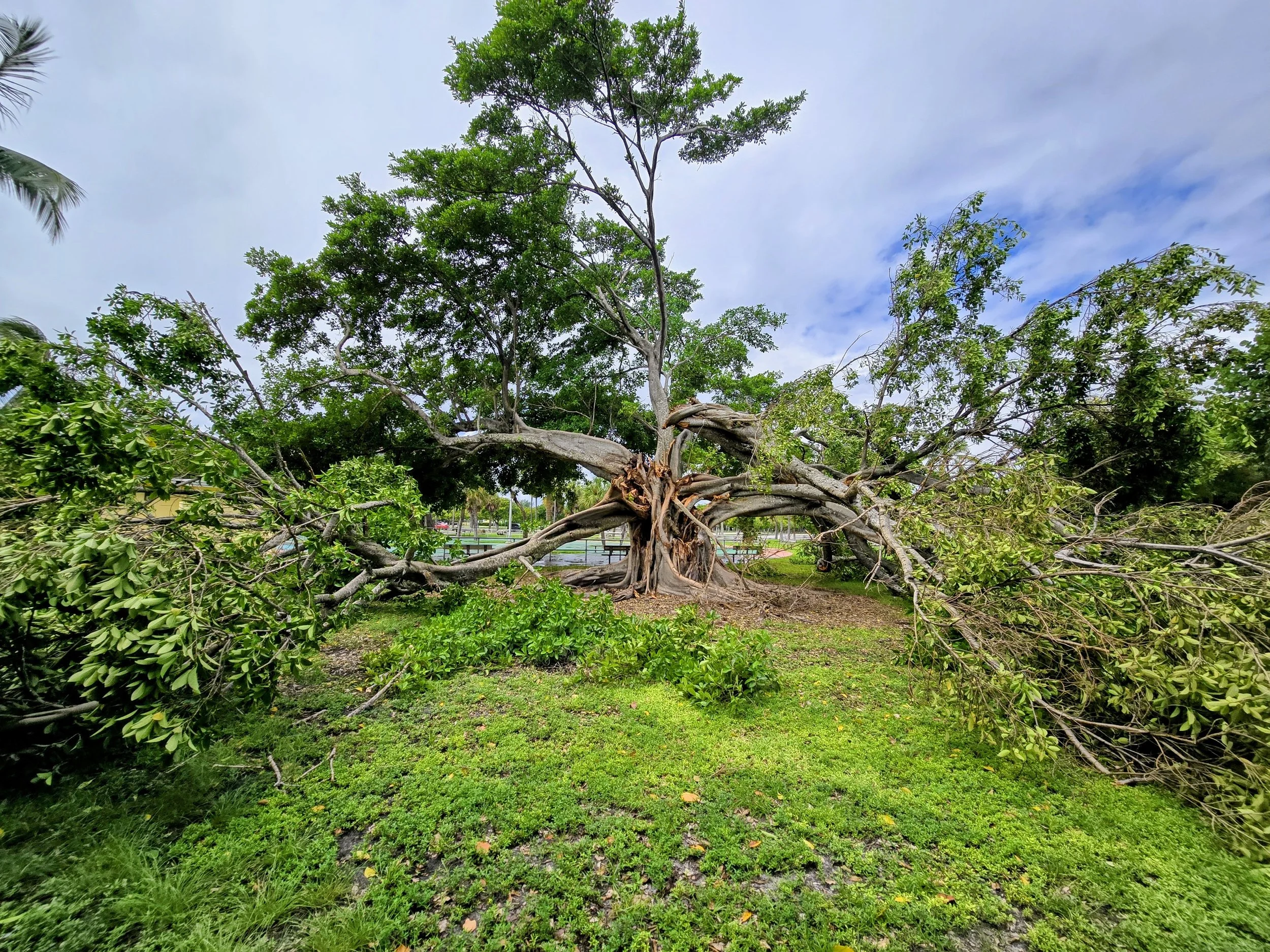 The Day The Tree Came Down