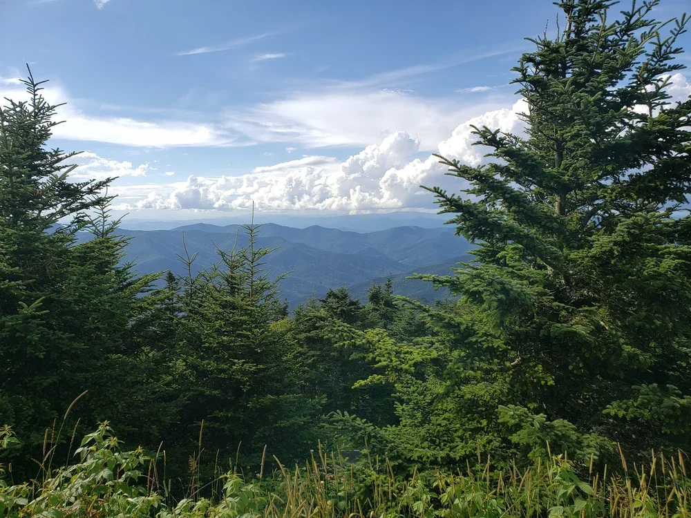 View of a lush green forest with tall pine trees and a mountain range in the distance under a partly cloudy sky.