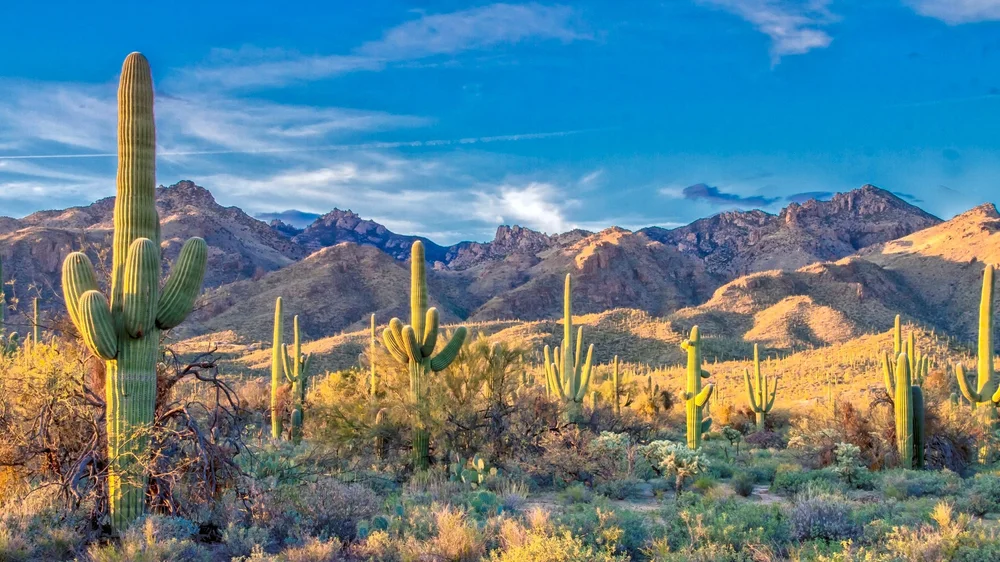 Saguaro cactus landscape in Saguaro National Park