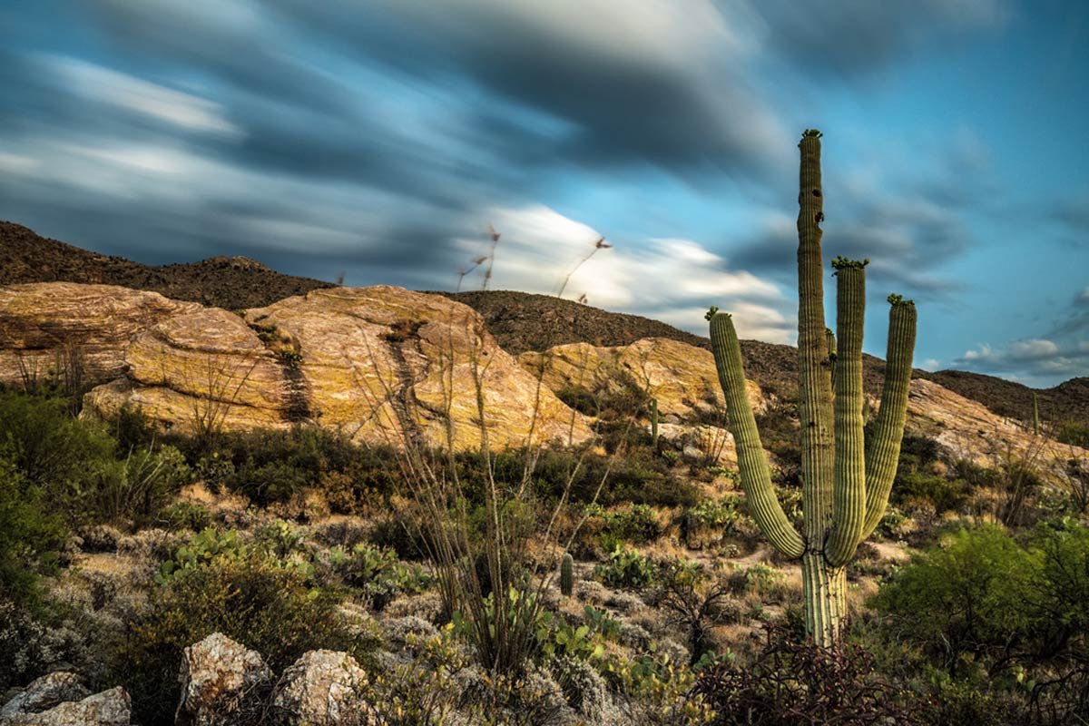 Javelina-Rocks-in-Saguaro-National-Park-shutterstock_506569600.jpg