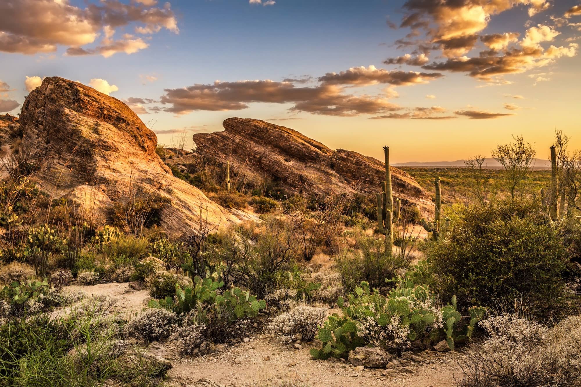 Saguaro-Sunset.jpeg