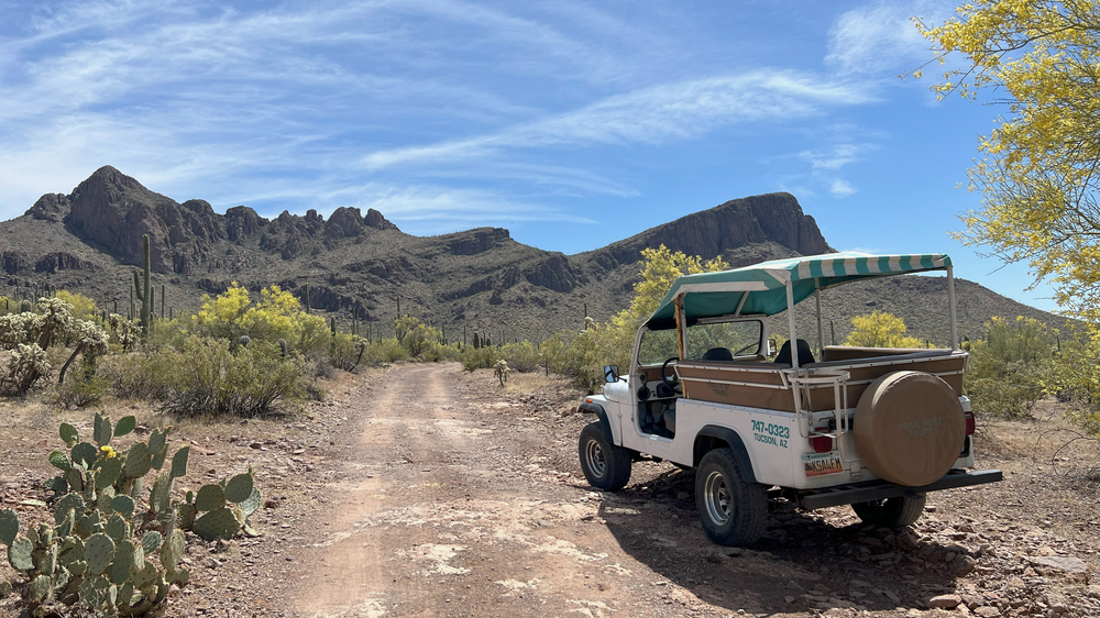 Open-air Jeep on a desert trail among saguaros
