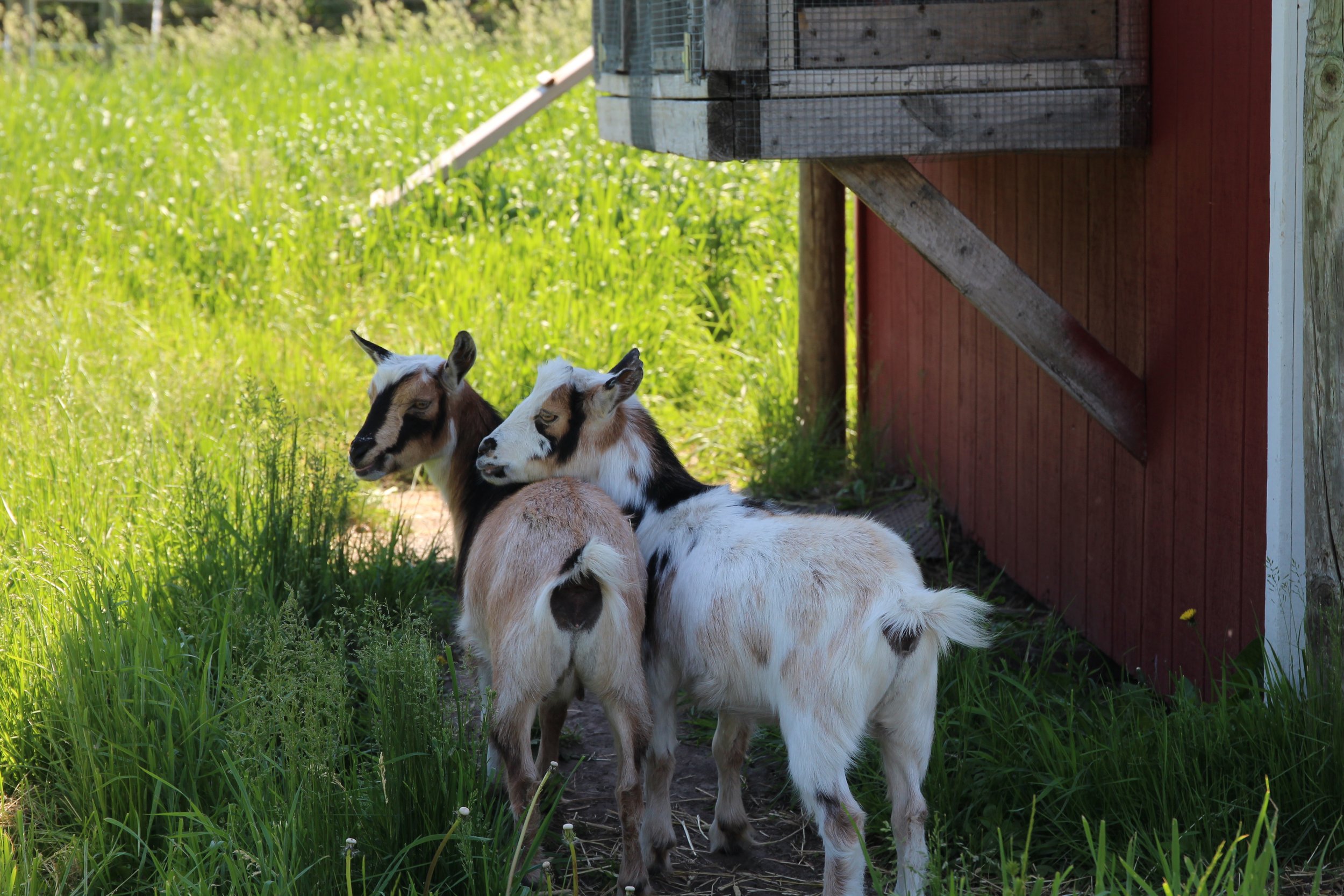 Goats-at-Minnetonka-Orchard.JPG