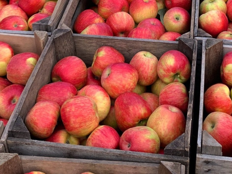 Honey Gold Apples - Taste, recipes and more — Minnetonka Orchard