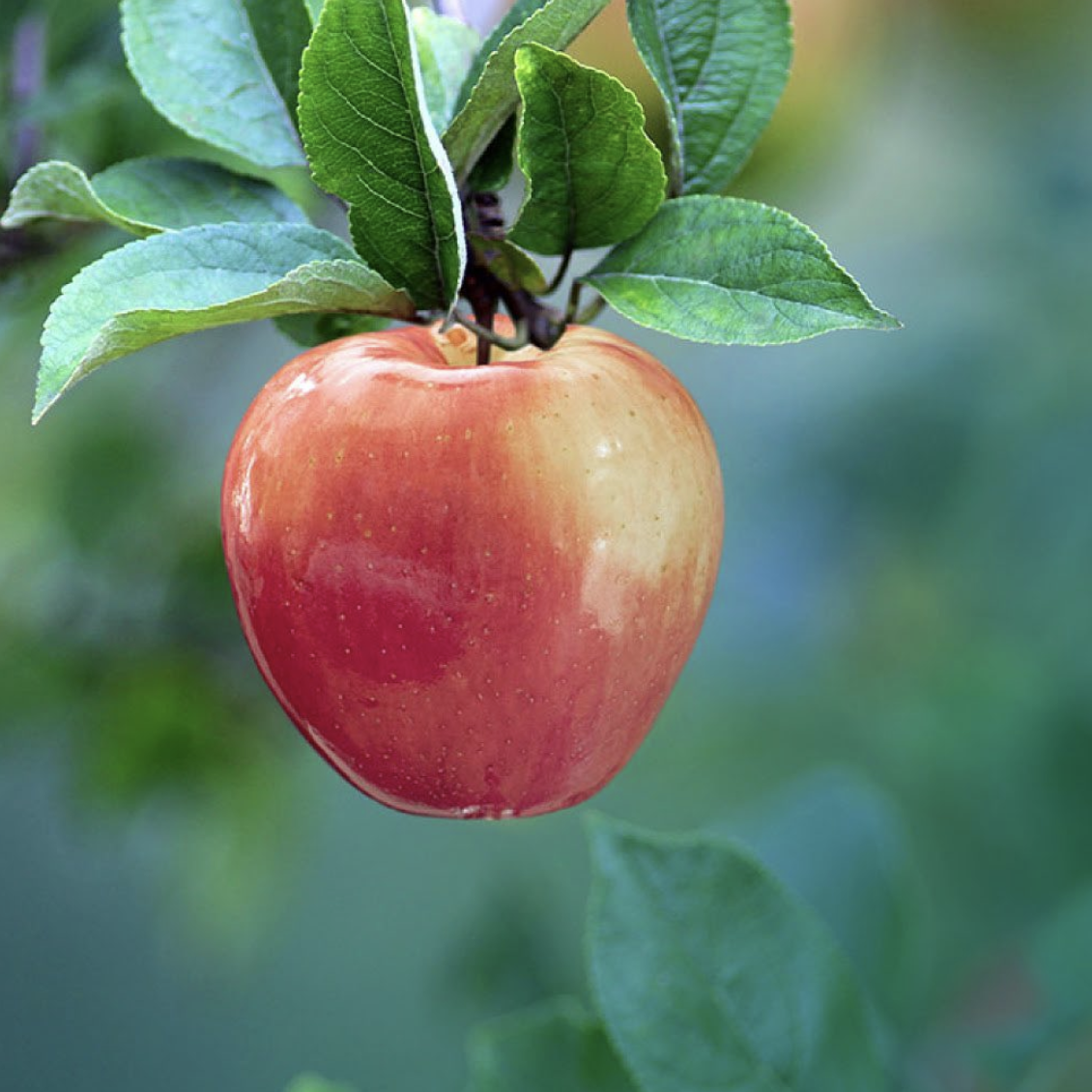 SweeTango Apple Variety  Taste, Recipes and More — Minnetonka Orchard