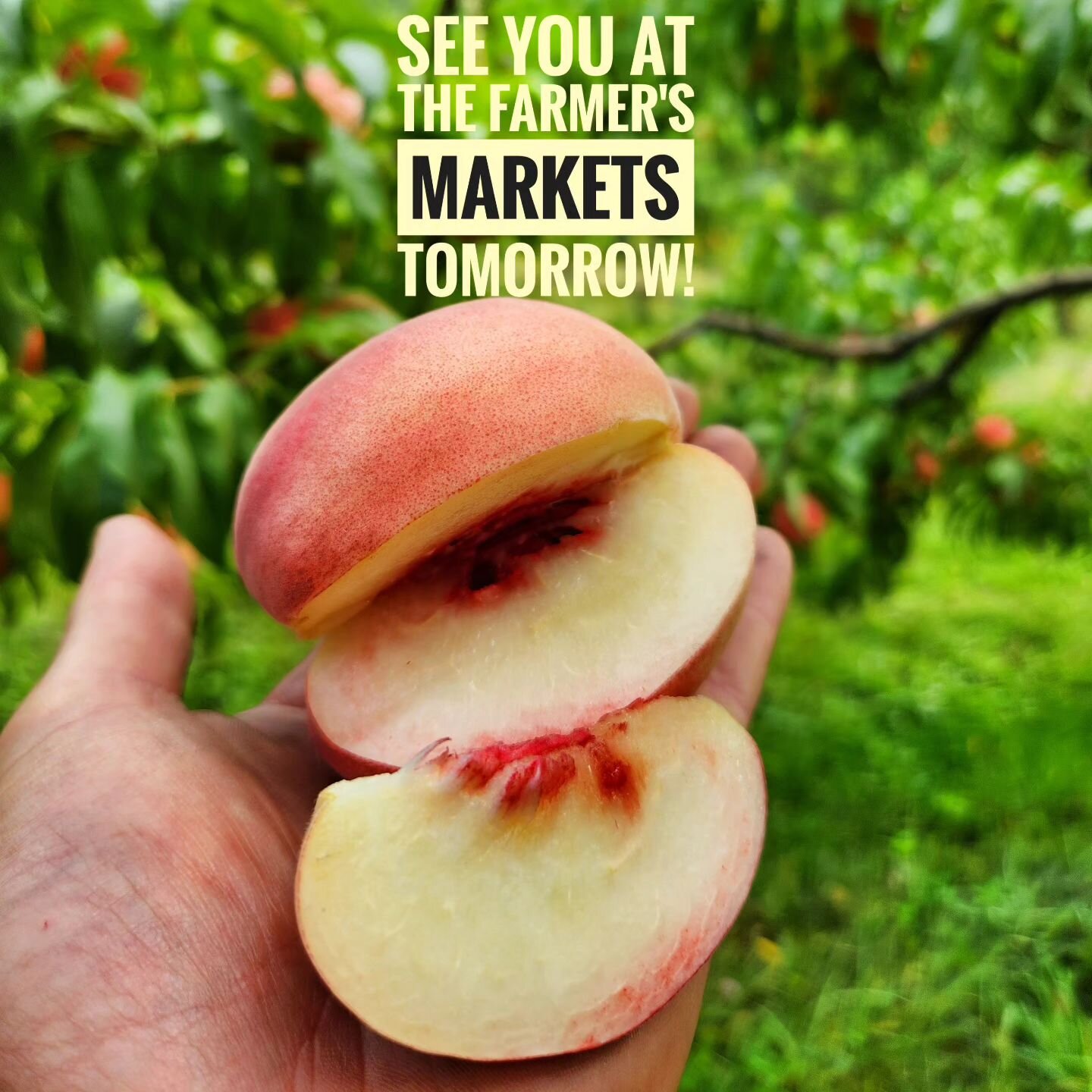 We'll be at Spokane &amp; Kootenai markets this Saturday morning with Suncrest, Red Globe, Roza, &amp; Blushing Star peaches and Red Gold nectarines!