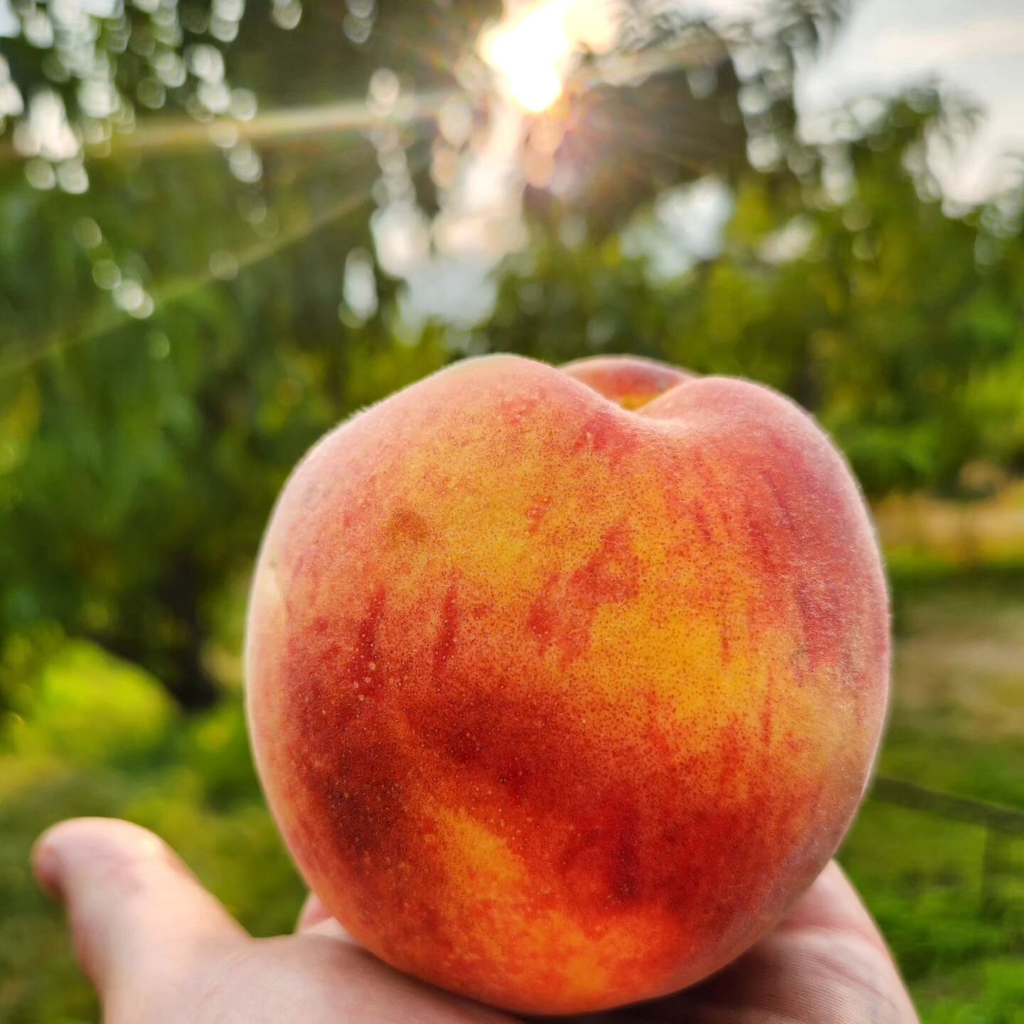 Saturday, August 26th
We'll see you tomorrow in Spokane and Hayden!
#farmersmarket
#organicfruit
#eatlocal
#foodismedicine