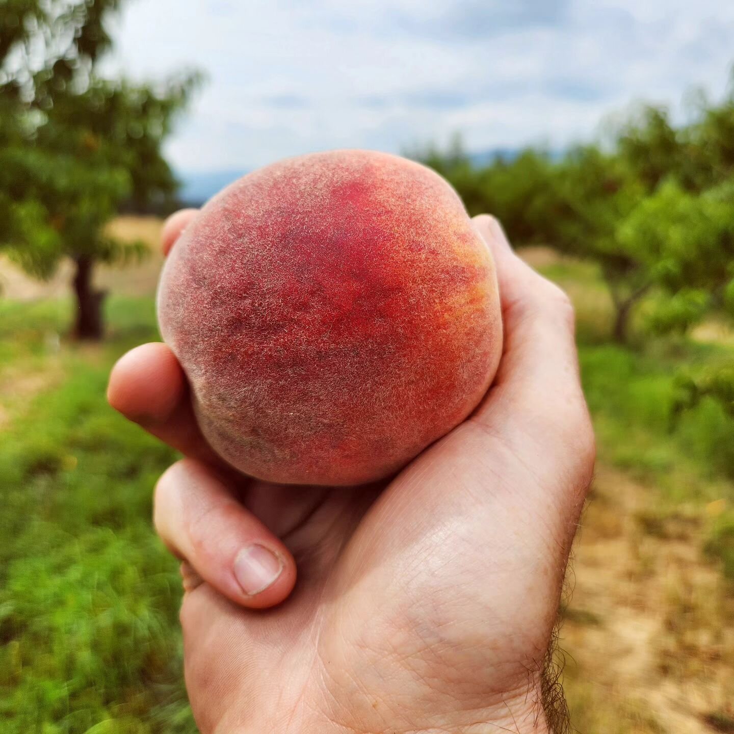 See you tomorrow (Wednesday 8/9) at the Spokane Farmer's Market with Sun Glow apricots &amp; Red Haven peaches!
🌞🍑🌞🍑🌞🍑🌞🍑🌞🍑🌞🍑