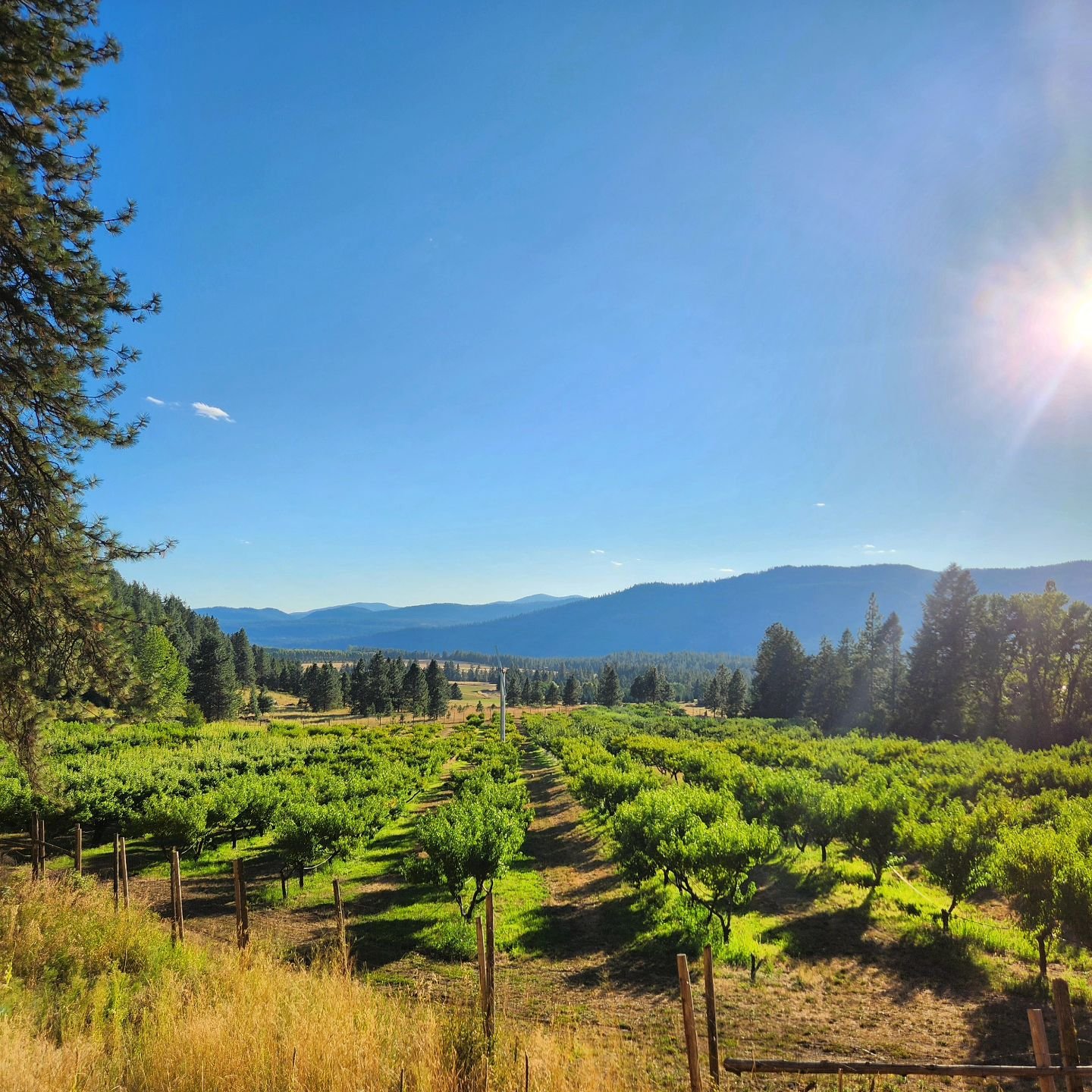Thanks to this beautiful sunshine, our apples are getting closer and closer to being ready 🌞🍎

We are hoping to be at the Spokane market on September 7th, and we will keep you posted as we get closer to that date 📅 🍏