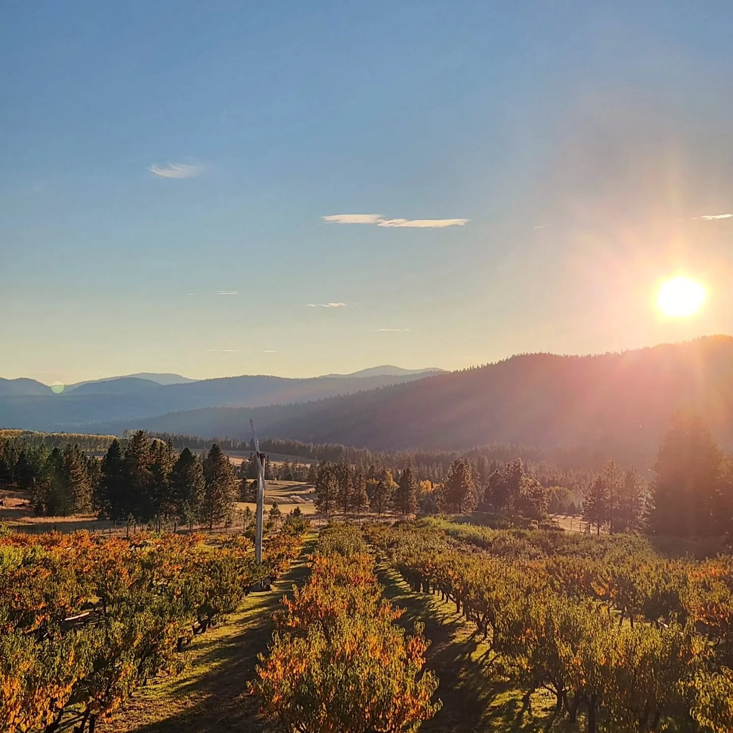 And the sun has set on one more season 🌅

This year, we grew and harvested 53,503 lbs of WSDA Certified Organic fruit to people in need. Our last load of fruit was shipped out on Tuesday.

A huge thank you to all of our long-standing and loyal Cliff