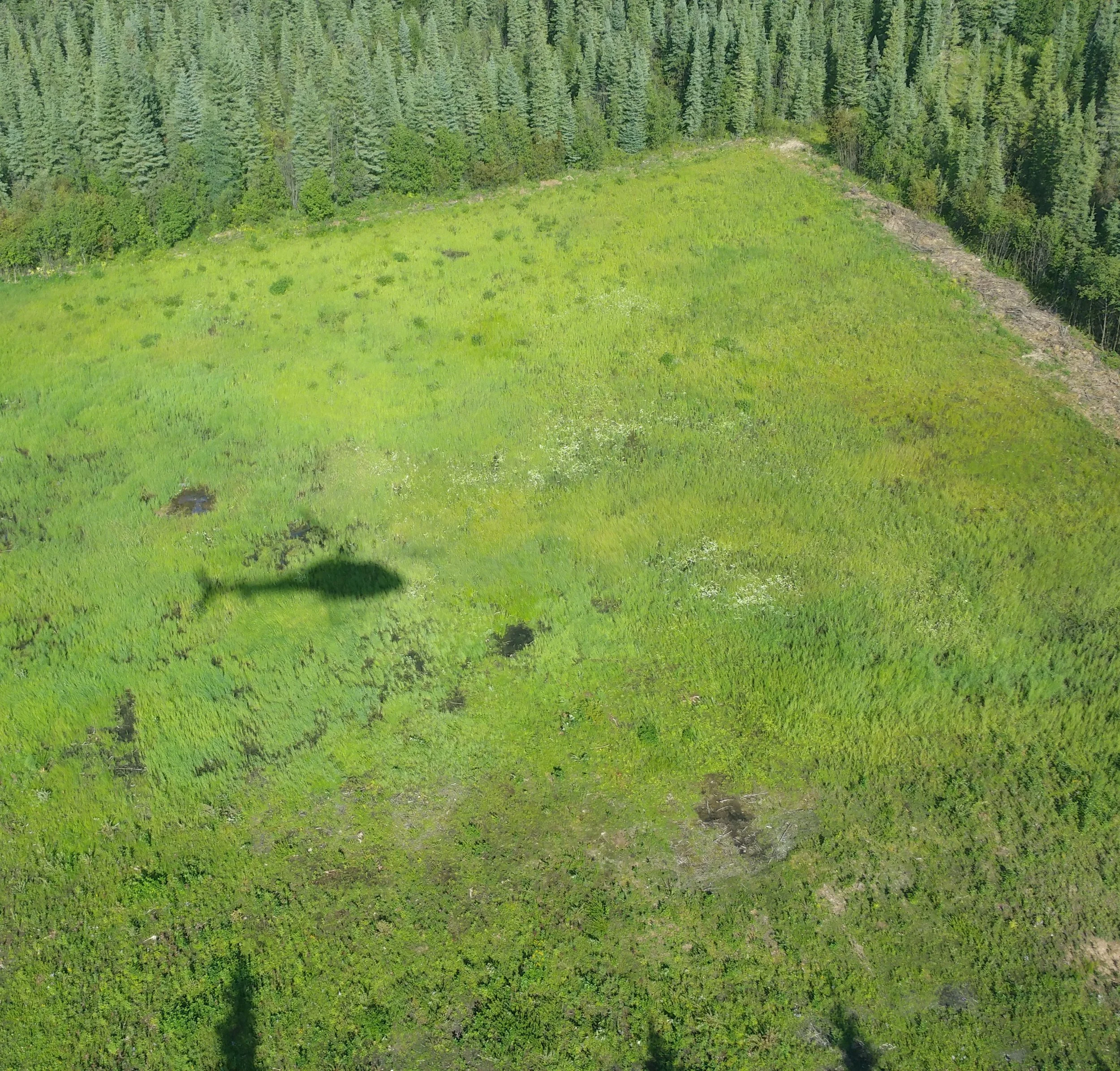 helicopter shadow over green field of grass and  trees