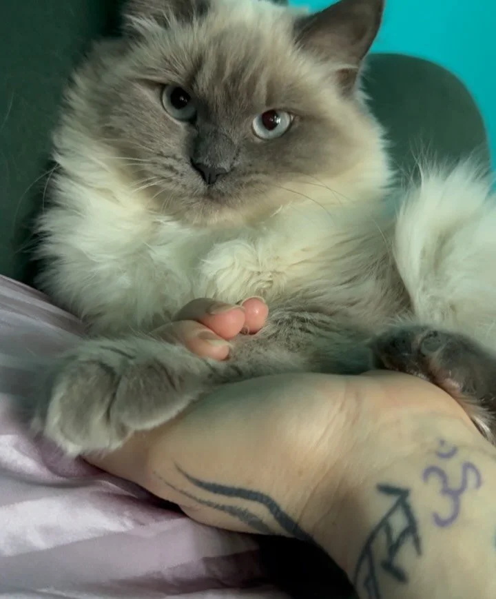 February 🌊🔥😽🐾🌲🔮🗡️🏰