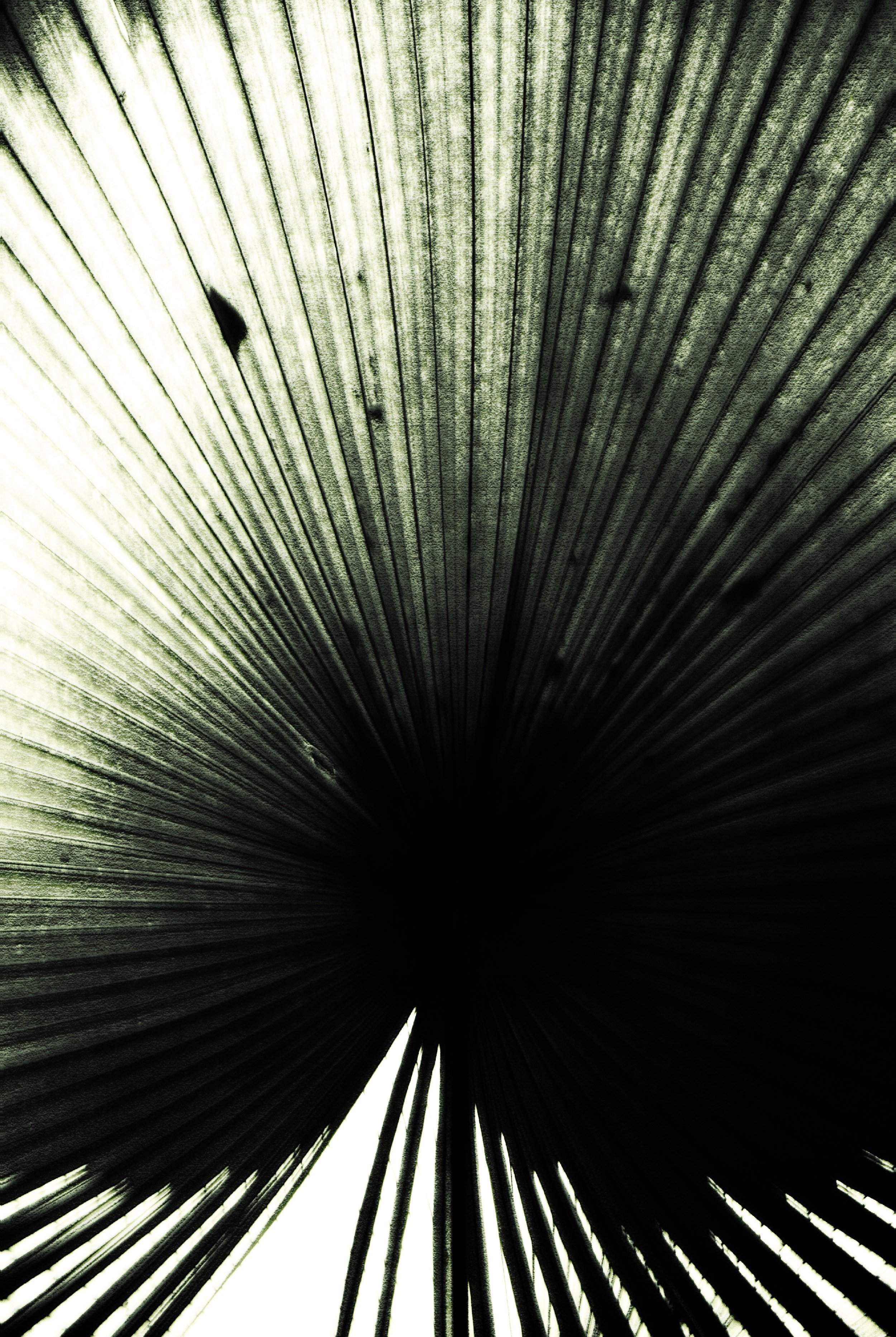 Leaf_Study_Two_website.jpg
