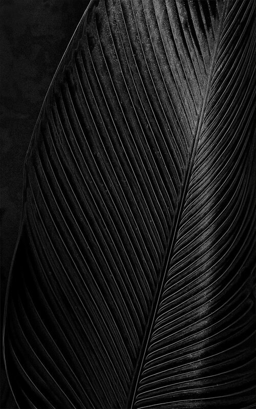 black+leaf.jpg