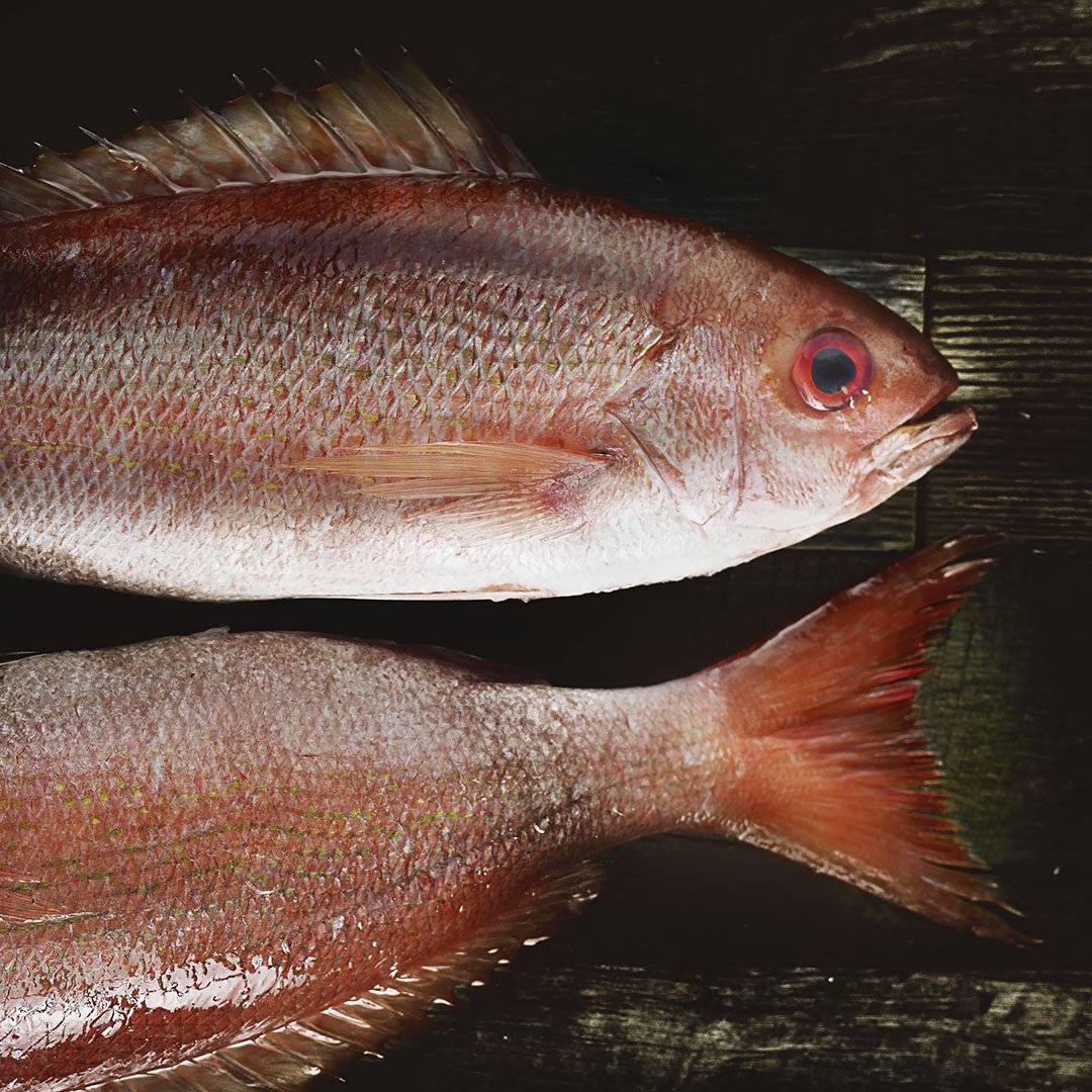 red snapper_black.jpg