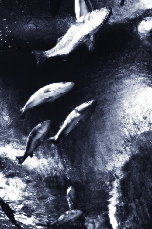 flying+fish.jpg
