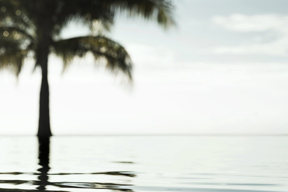 blurred+palm.jpg