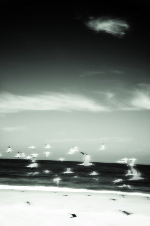 Birds+on+East+Beach.jpg