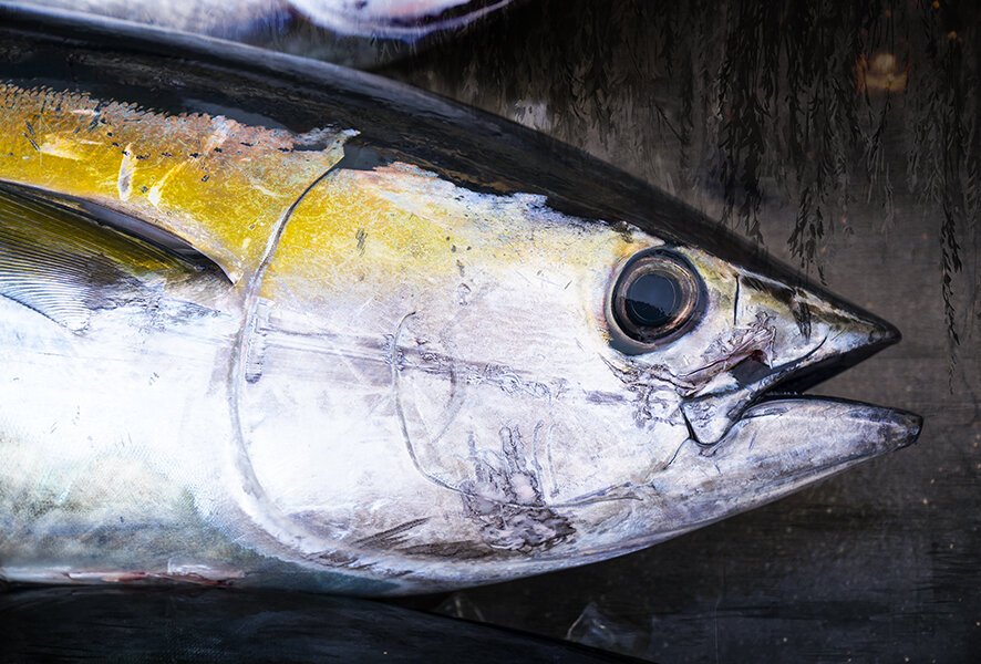 tuna.jpg