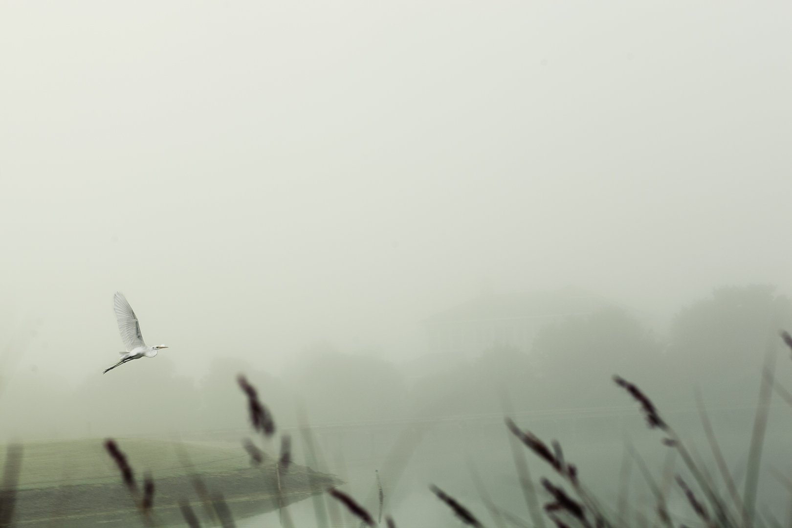foggy egret.jpg