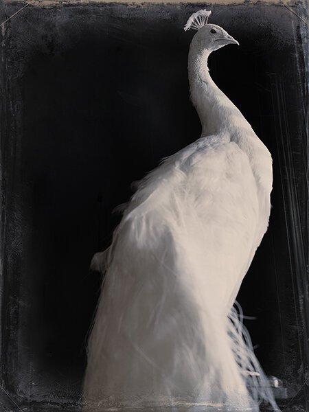 white+peacock.jpg