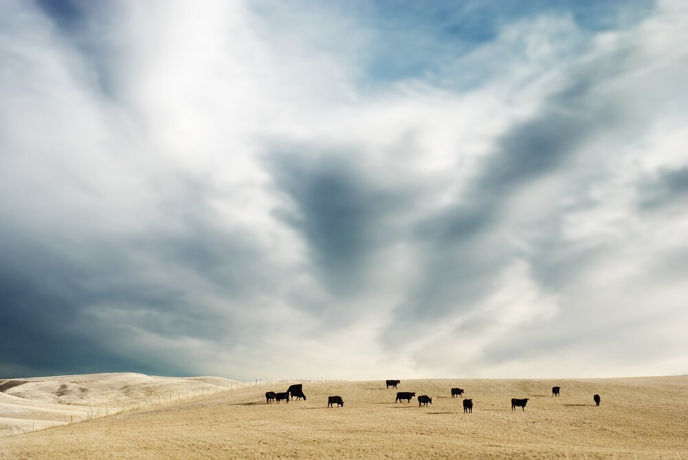 cows+in+field.jpg