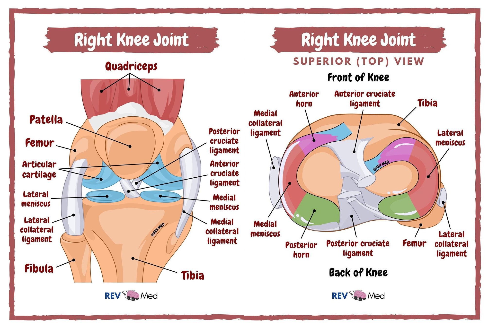 Анатомия на колянна става - връзки, менискуси