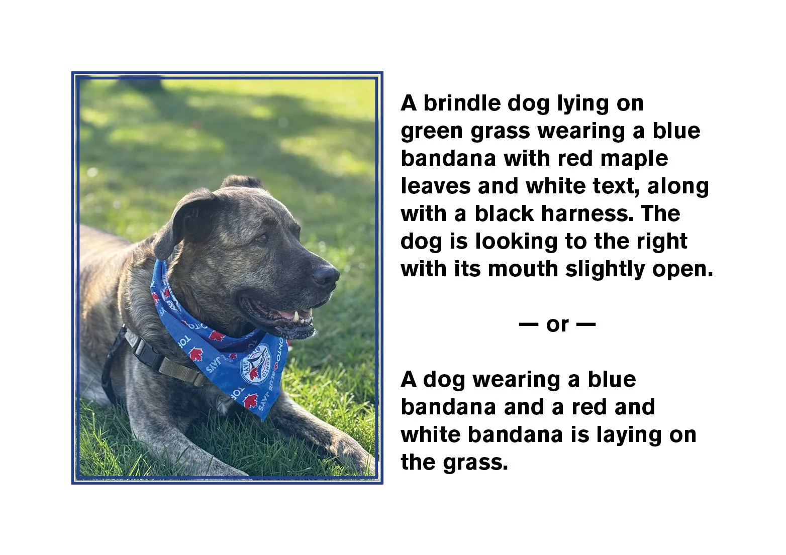 Photo plus text: photo of a dog with two possible image descriptions.