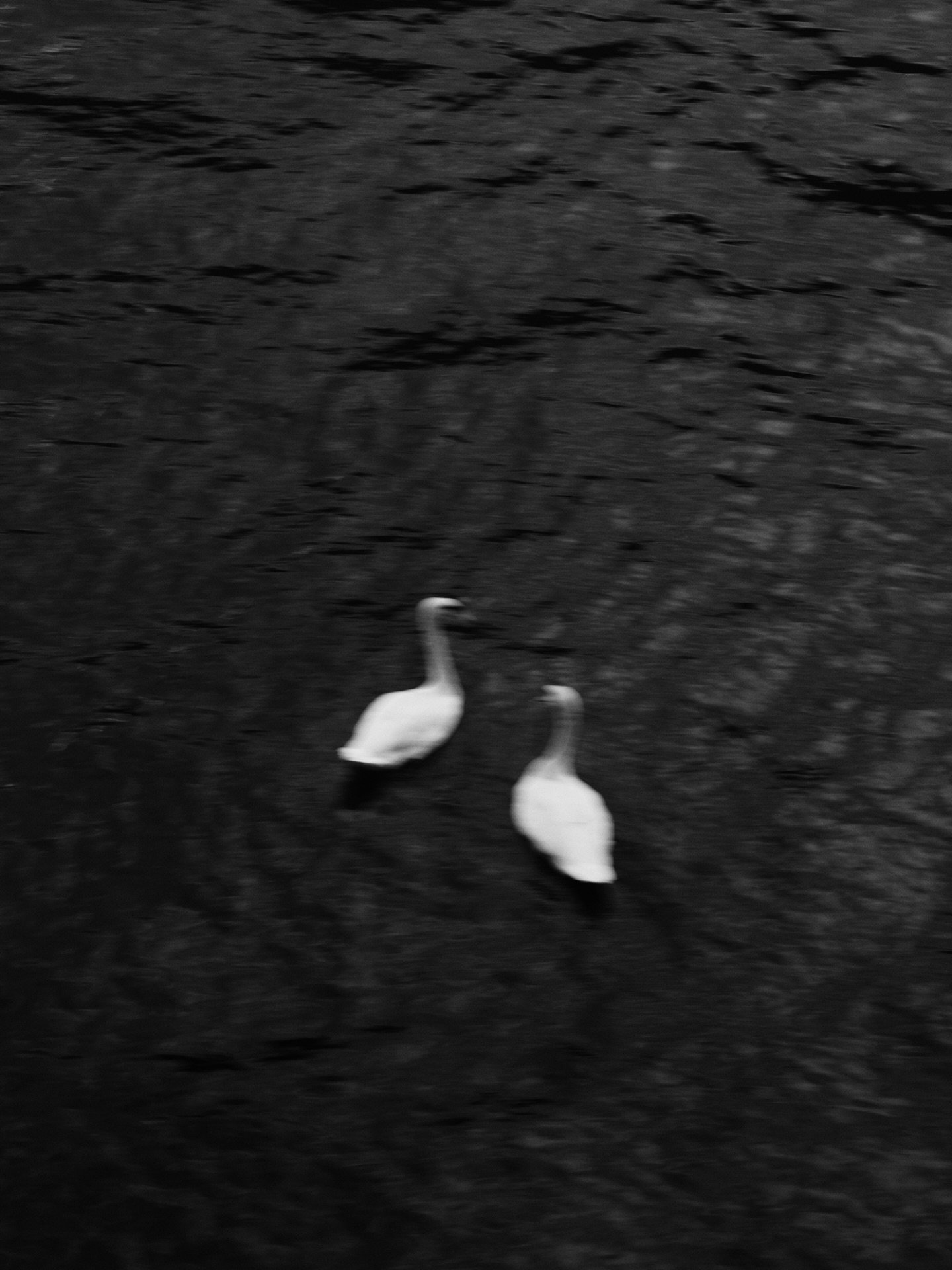 Swan
.
.
.
Captured for @granz_portraits 

#swan #lakecomo #italyweddingphotographer #villalario