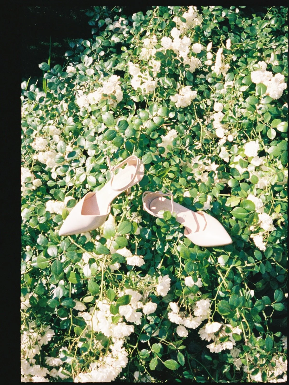 SHOES / 'N _ ROSES

#wedding #brideshoes #weddingdetail