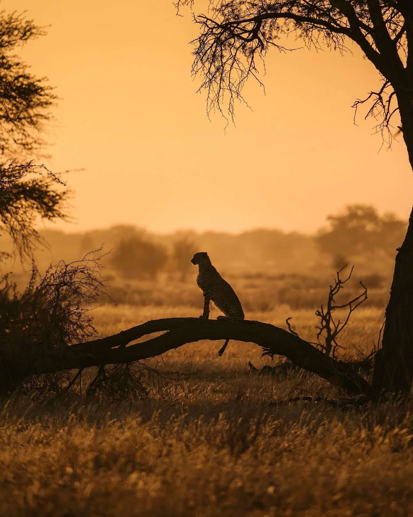 Just a few more beautiful moments from Namibia. 
 
As you can see, I&rsquo;m leaning more and more into photographing (and 🎥 recording!) wildlife. For now, I&rsquo;m embracing the shift. Who knows what I&rsquo;ll want to shoot in a year, I&rsquo;m a