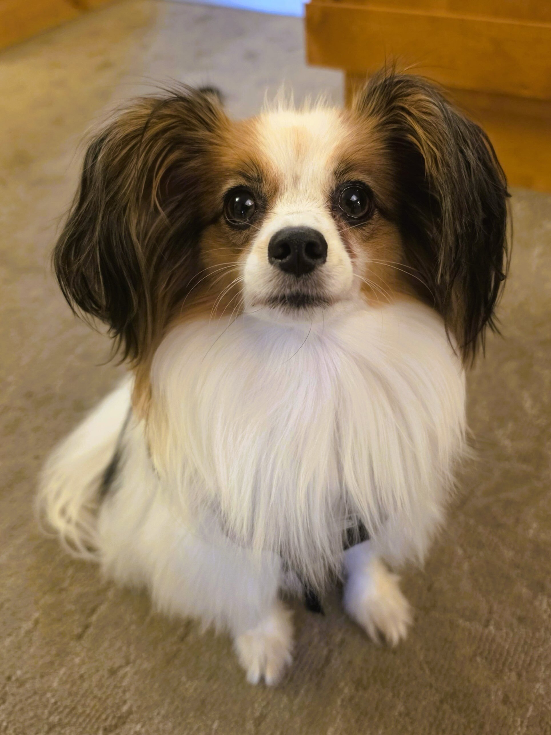 Look at that face! Those ears! Beastie and her human, Miriam, were at the Pete Moore Hospice House yesterday, bringing comfort and joy to patients, families, and staff. Beastie somehow knows just how to connect with each person, and we&rsquo;re so gr