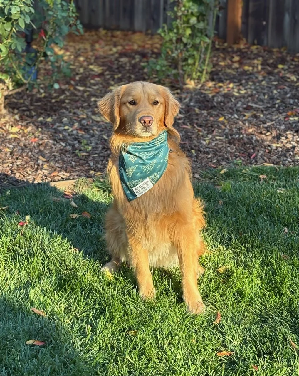 Our Four-Year Old Golden Has Seizures