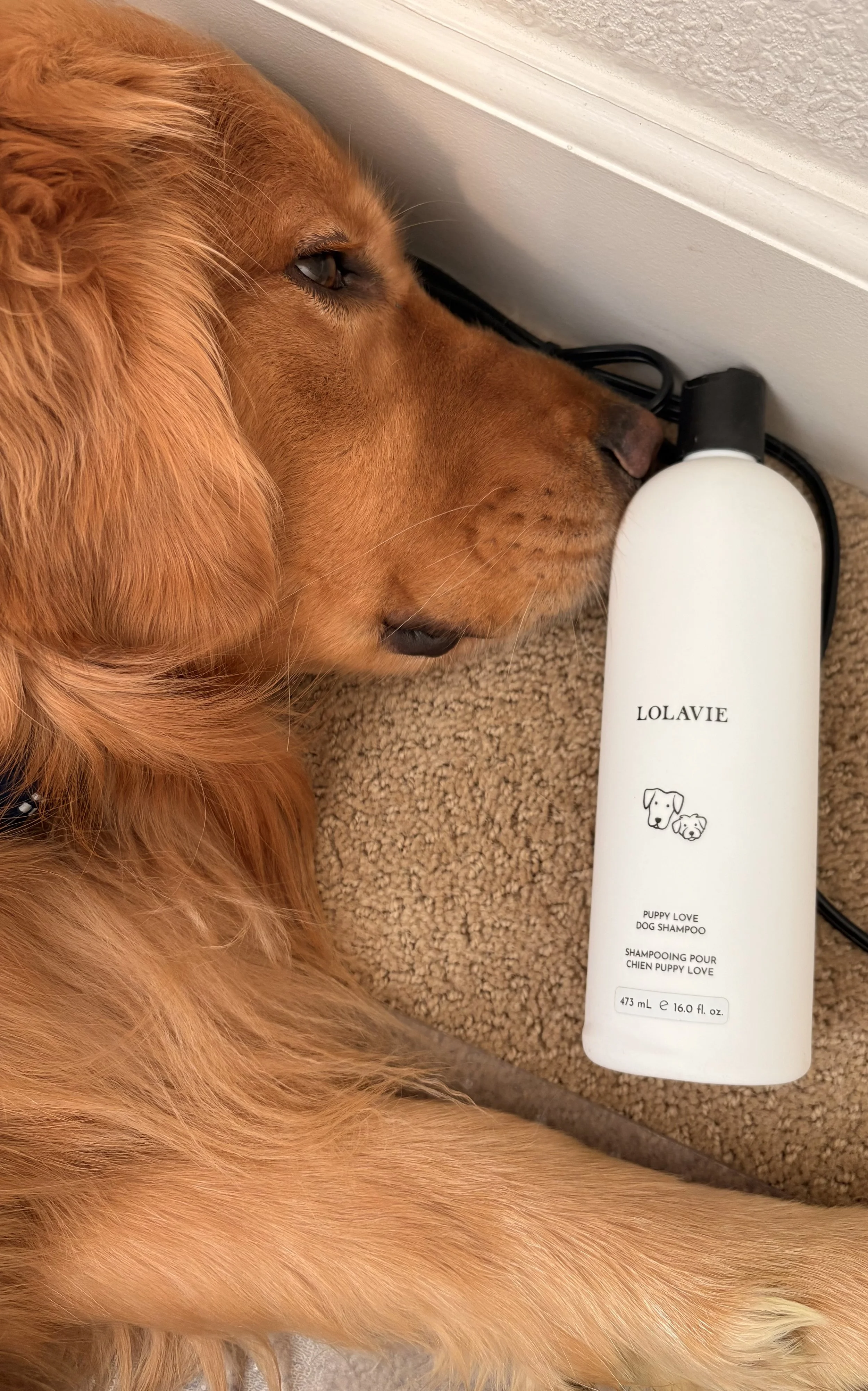 Orvie sniffing his favorite shampoo.