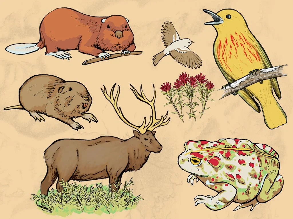 Illustration