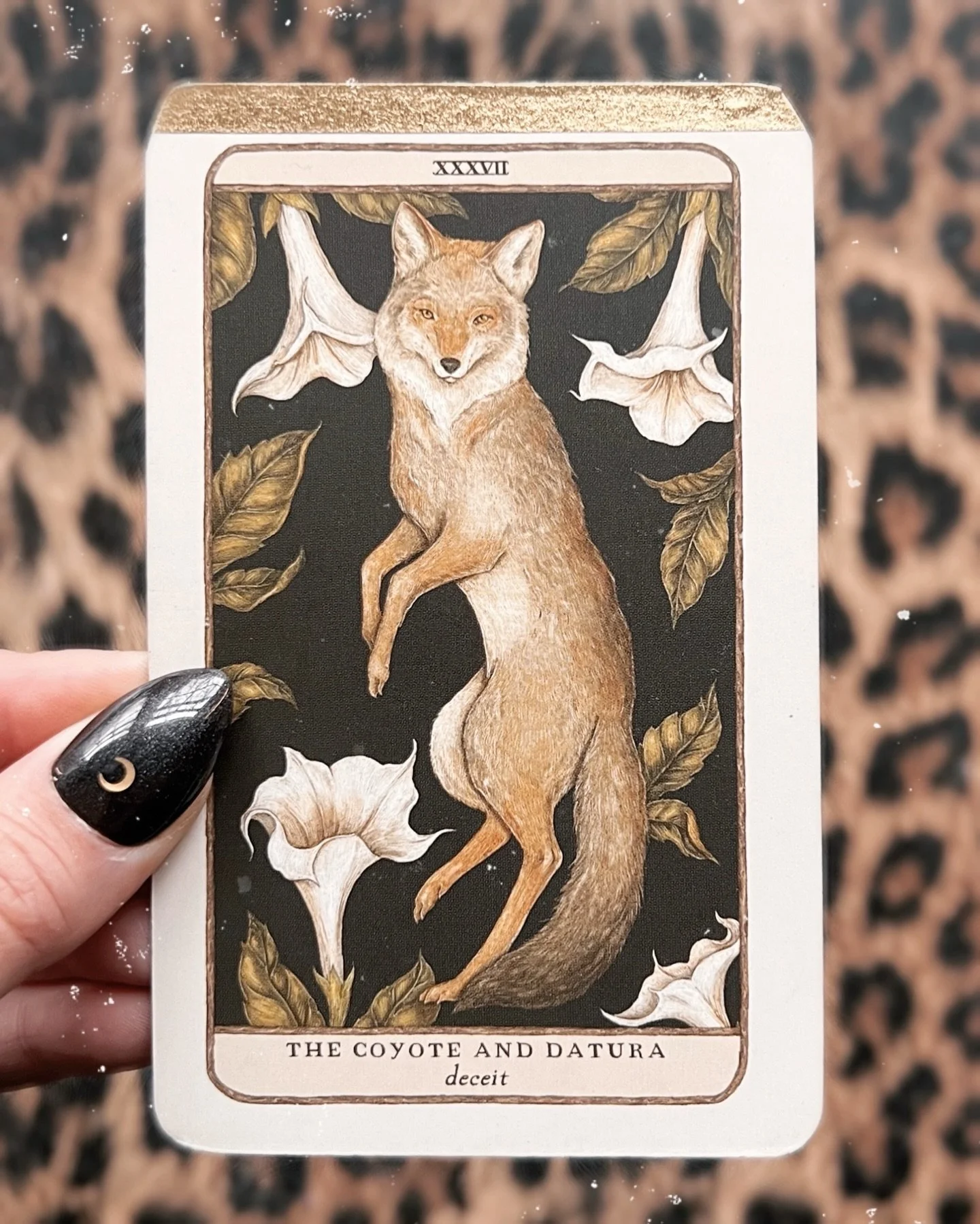 The strangest thing happened to @dyannetty and me on Halloween. We were driving into a cemetery, on our way to find our grandparents&rsquo; graves to honor them, when suddenly, a coyote appeared in front of the car, in the middle of the road. In Bost