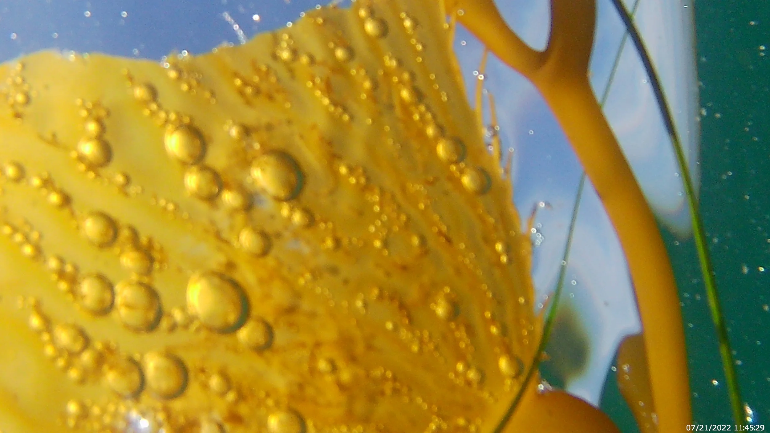 I see it in this water