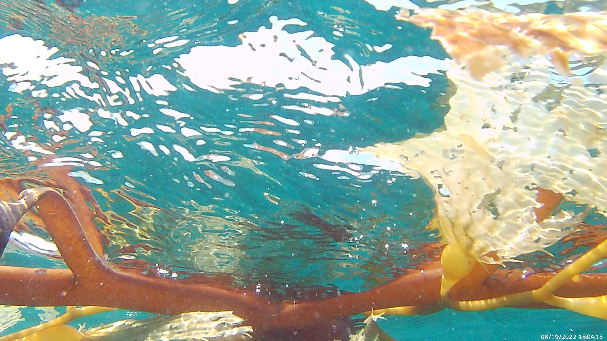 Swimming with the Waves