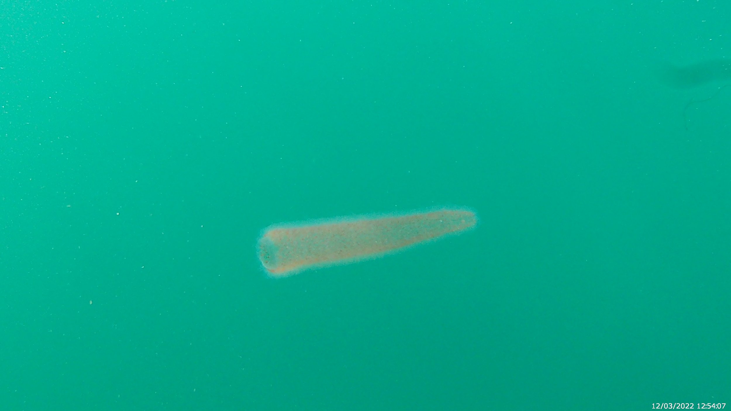 Holy Glowing Pyrosome