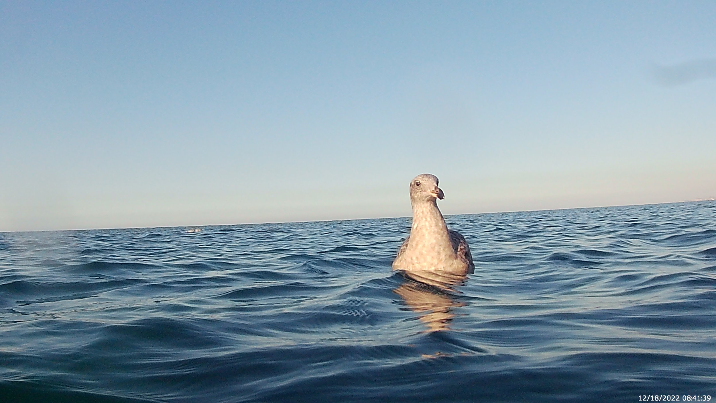 Condescending Bird