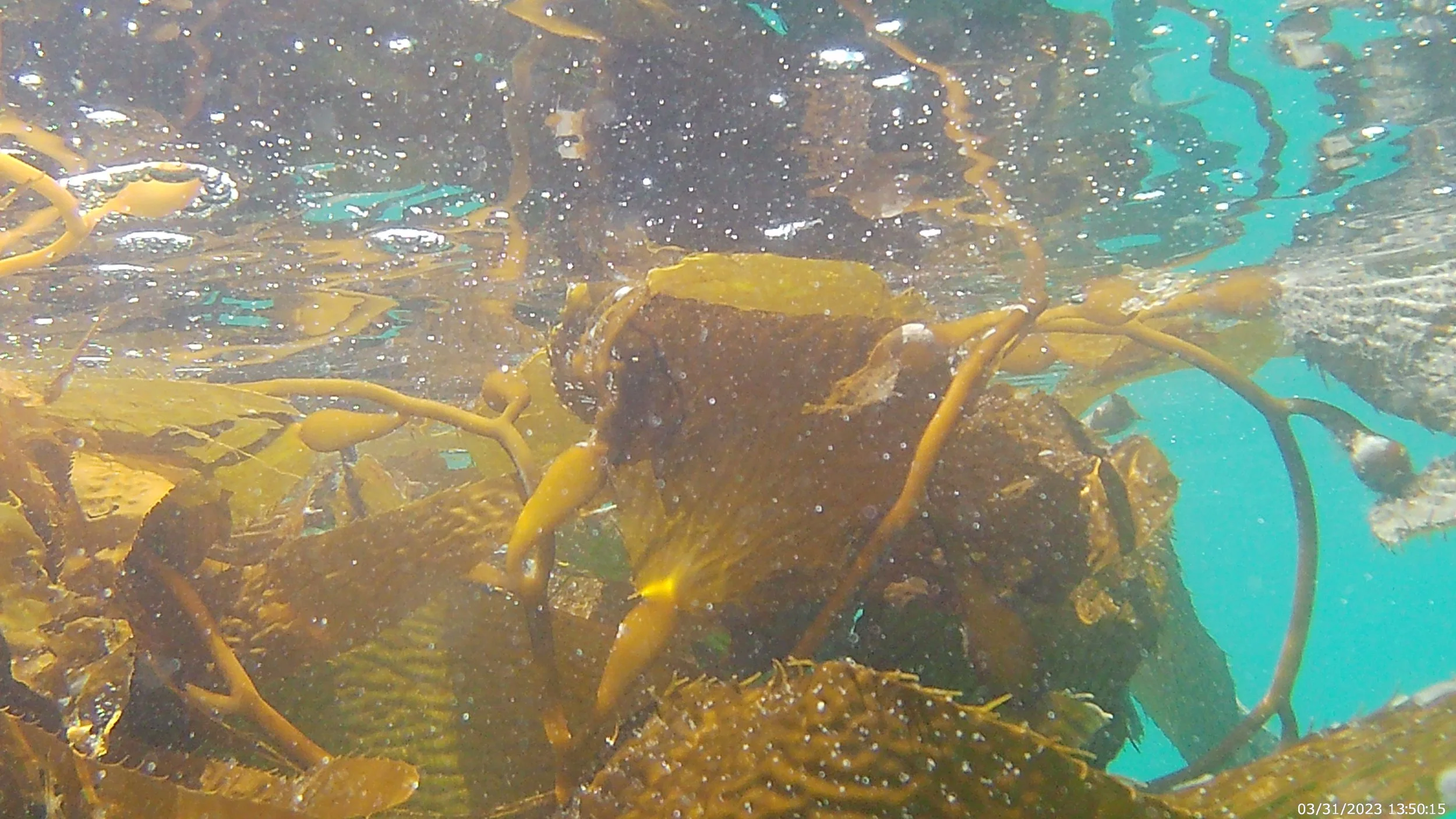 Caught in the Kelp
