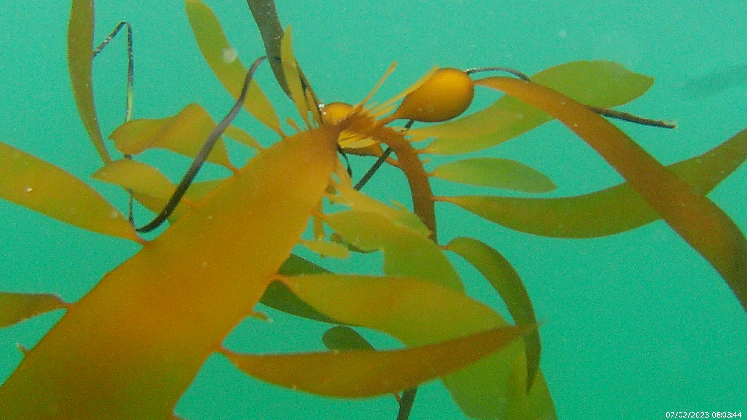 Swimming in the Under Current