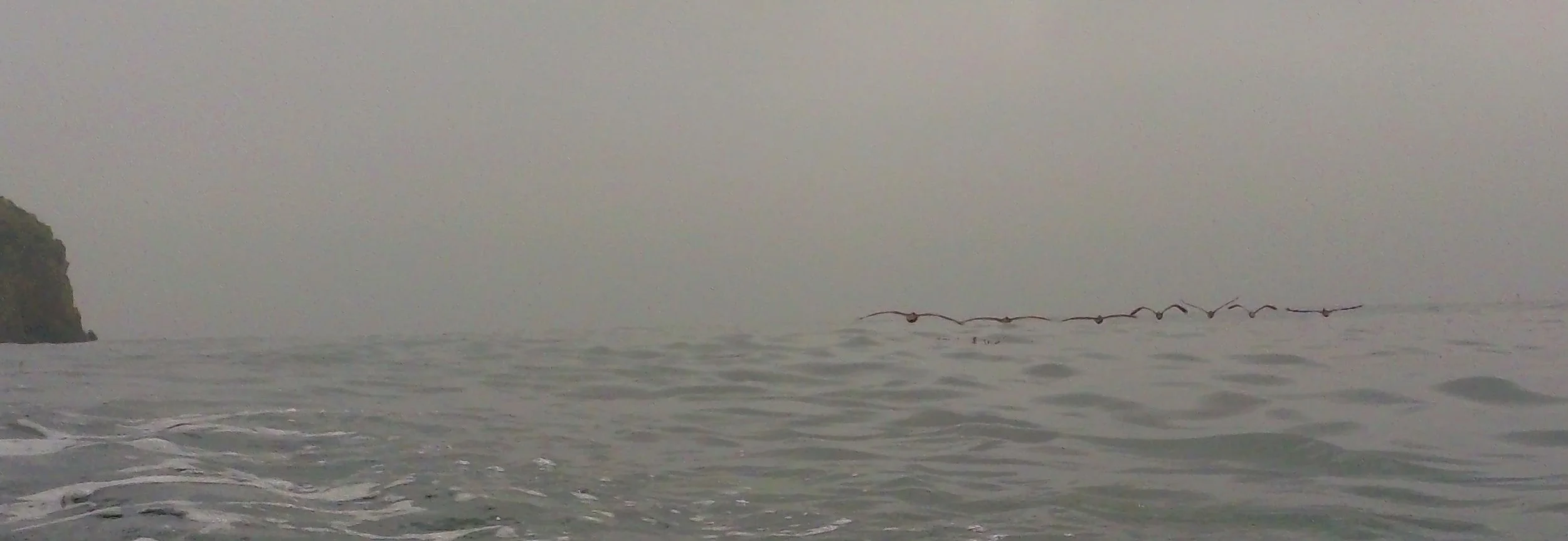 Decoy